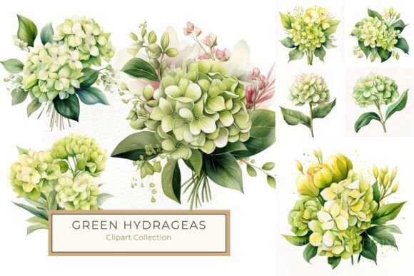 Download Lush Green and Yellow Hydrangea Clipart - Lush Collection